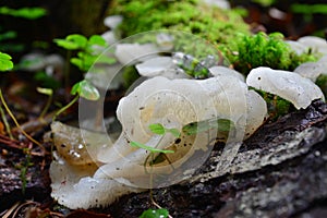 Pseudohydnum gelatinosum fungus