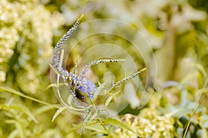 Pseudolysimachion Longifolium (Veronica Longifolia)