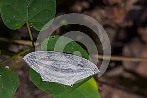 Pseudomicronia aculeata white moth