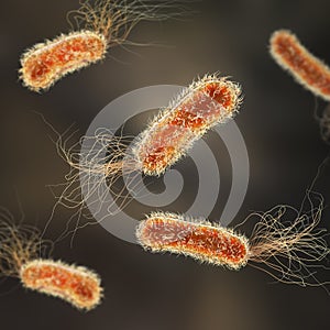 Pseudomonas aeruginosa bacteria, 3D illustration