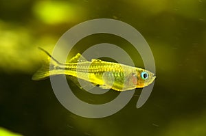 Pseudomugil furcatus