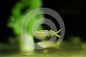 Pseudomugil furcatus tropical fish in aquarium photo