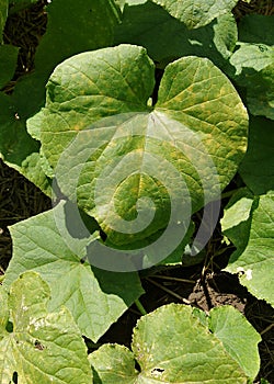 Pseudoperonospora cubensis on cucumber leaf