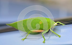 Pseudophyllus titans or giant leaf katydid giant leaf bug photo