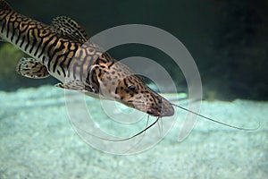 Pseudoplatystoma tigrinum fish, the tiger sorubim long whiskered catfish.