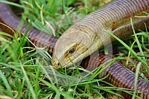 Pseudopus apodus,legless lizard