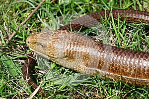 Pseudopus apodus lizard,close-up photo photo