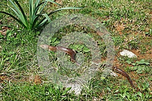 Pseudopus apodus lizard in the habitat photo