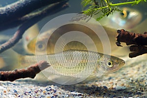 Pseudorasbora parva, stone moroko or topmouth gudgeon, freshwater fish in beautiful biotope aquarium