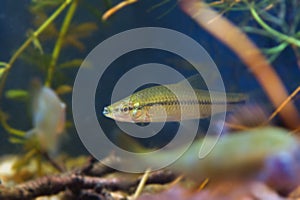 Pseudorasbora parva, stone moroko or topmouth gudgeon, freshwater fish in biotope aquarium