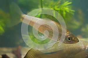 Pseudorasbora parva, stone moroko or topmouth gudgeon, freshwater fish in European biotope aquarium