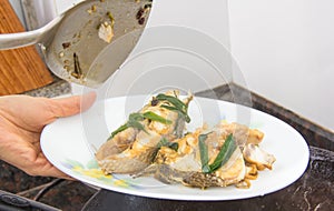 Pseudosciaena crocea