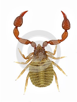 Pseudoscorpion