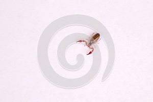 Pseudoscorpion