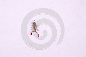 Pseudoscorpion