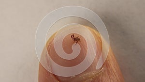 Pseudoscorpion. False scorpion size comparison on the fingernail