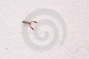pseudoscorpion