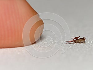 Pseudoscorpion Vs Finger