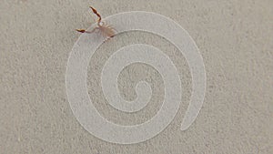 Pseudoscorpion walking on a white background. False scorpion isolated