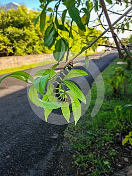 Pseudosphinx Tetrio  rasta caterpillar a beautiful caterpillar on a leaf in guadeloupe carribean island during holidays  insect