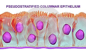 Pseudostratified columnar epithelium photo