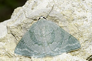 Pseudoterpna pruinata / Grass Emerald moth photo