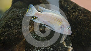 Pseudotropheus zebra - aquarium fish