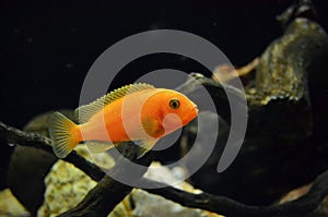 Pseudotropheus Zebra red