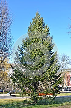 Pseudotsuga menziesii Mirb. Franco in the city square. General view