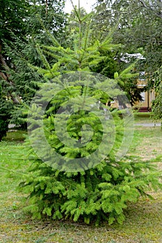 Pseudotsuga menziesii Mirb. Franco. Young tree photo