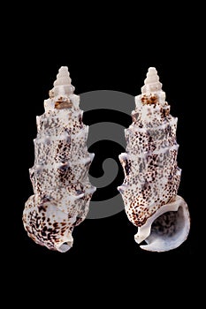 Pseudovertagus aluco