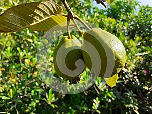 Psidium Guajava