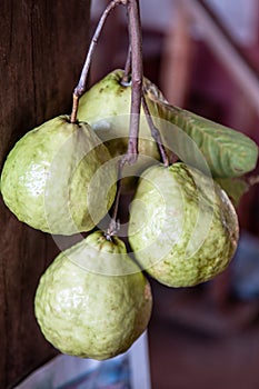 Psidium guajava or common Guava tropical fruits
