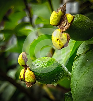 Psidium guajava contains various secondary metabolites, including tannins, essential oils, flavonoids and saponins