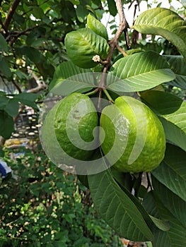 Psidium guajava fruit photo