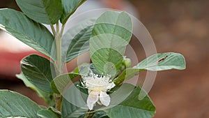 Psidium guajava, Guava Flower Natures beauty of Creation