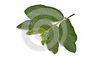 Psidium guajava L., leaves.