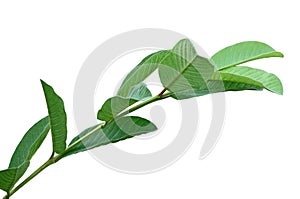 Psidium guajava Leaf photo