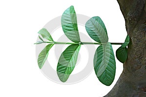 Psidium guajava Leaf photo