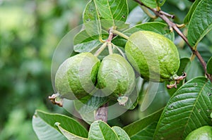 Psidium guajava Linn photo