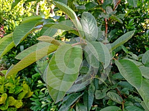 Psidium guajava plant in the garden