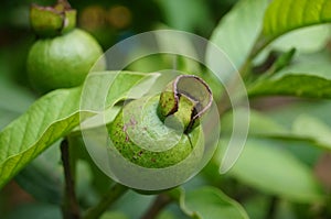 Psidium guajave