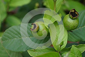 Psidium guajave