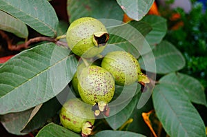 Psidium guajave