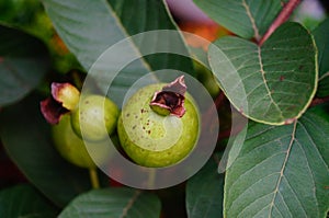 Psidium guajave