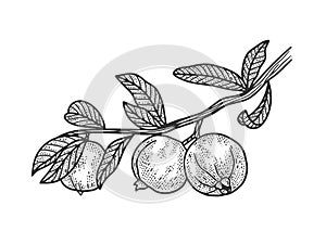 Psidium Guava sketch vector illustration photo