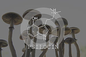 Psilocin psychedelic formula. Psychoactive natural drug. Recreational use of psilocybin mushrooms photo