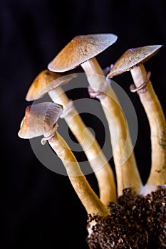 Psilocybe cubensis - four fresh magic mushrooms in soil with a black background