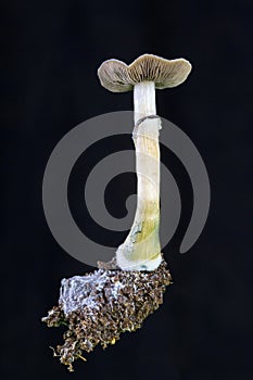 Psilocybe cubensis - fresh magic mushrooms in soil with a black background