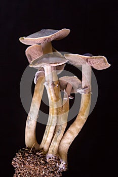 Psilocybe cubensis - fresh magic mushrooms in soil with a black background